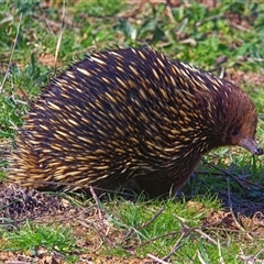 Tachyglossus aculeatus (Short-beaked Echidna) at Macnamara, ACT - 9 Sep 2025 by AlanH