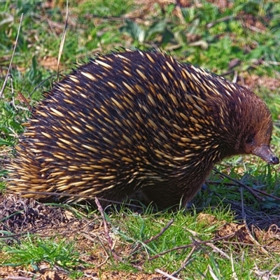 Tachyglossus aculeatus (Short-beaked Echidna) at Macnamara, ACT - 9 Sep 2025 by AlanH