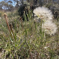 Tragopogon sp. (A Goatsbeard) at Mount Clear, ACT - 19 Feb 2025 by JamesVandersteen