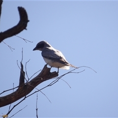 Coracina novaehollandiae (Black-faced Cuckooshrike) at Bombay, NSW - 9 Sep 2025 by MatthewFrawley