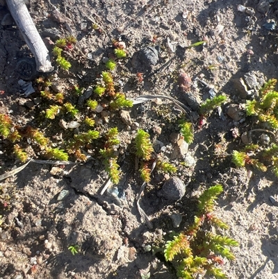 Crassula sieberiana (Austral Stonecrop) at Higgins, ACT - 9 Sep 2025 by Untidy