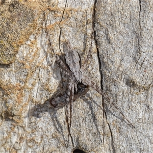 Tamopsis fickerti (Two-tailed spider) at Symonston, ACT - 9 Sep 2025 by rawshorty