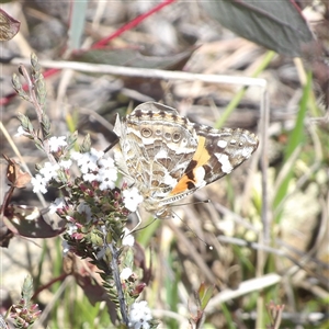 Vanessa kershawi (Australian Painted Lady) at Bombay, NSW - 9 Sep 2025 by MatthewFrawley