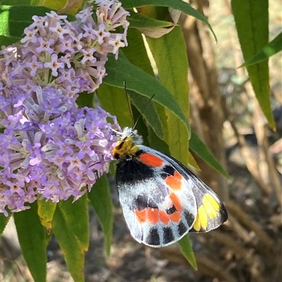 Delias harpalyce (Imperial Jezebel) at Canyonleigh, NSW - 9 Sep 2025 by blacksheep
