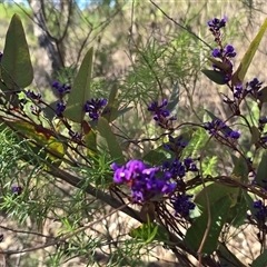 Hardenbergia violacea (False Sarsaparilla) at O'Malley, ACT - 9 Sep 2025 by Mike