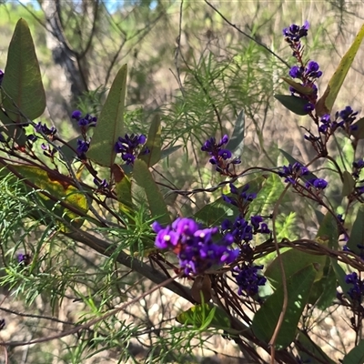 Hardenbergia violacea (False Sarsaparilla) at O'Malley, ACT - 9 Sep 2025 by Mike