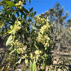 Acacia melanoxylon (Blackwood) at O'Malley, ACT - 9 Sep 2025 by Mike