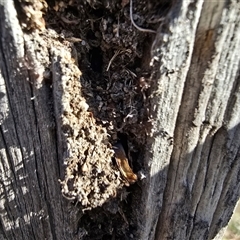 Papyrius sp. (genus) (A Coconut Ant) at O'Malley, ACT - 9 Sep 2025 by Mike