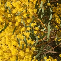 Acacia decora (Showy Wattle) at Crowther, NSW - 9 Sep 2025 by Frecko