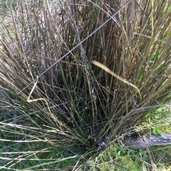 Juncus subsecundus (Finger Rush) at Crowther, NSW - 9 Sep 2025 by Frecko
