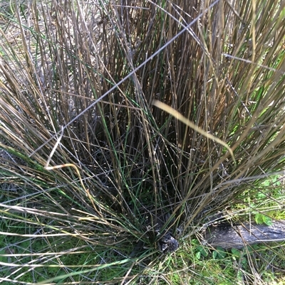 Juncus subsecundus (Finger Rush) at Crowther, NSW - 9 Sep 2025 by Frecko