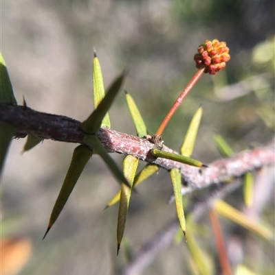 Acacia ulicifolia (Prickly Moses) at Crowther, NSW - 9 Sep 2025 by Frecko