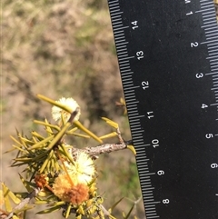 Acacia ulicifolia at Crowther, NSW - 9 Sep 2025 02:53 PM