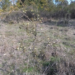 Acacia ulicifolia at Crowther, NSW - 9 Sep 2025 02:53 PM