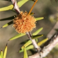 Acacia ulicifolia at Crowther, NSW - 9 Sep 2025 02:53 PM