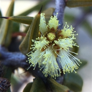 Acacia ulicifolia at Crowther, NSW - 9 Sep 2025 02:53 PM
