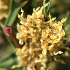 Grevillea ramosissima subsp. ramosissima (Fan Grevillea) at Crowther, NSW - 9 Sep 2025 by Frecko