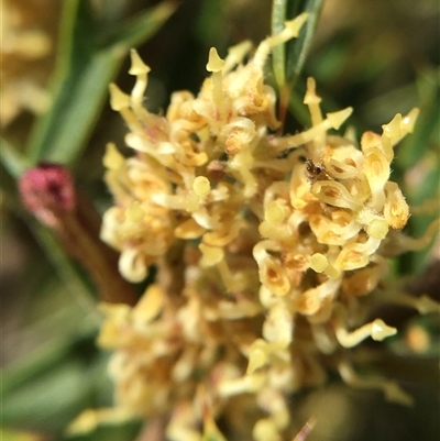 Grevillea ramosissima subsp. ramosissima (Fan Grevillea) at Crowther, NSW - 9 Sep 2025 by Frecko
