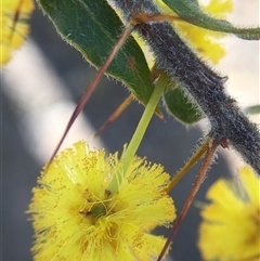 Acacia paradoxa (Kangaroo Thorn) at Crowther, NSW - 9 Sep 2025 by Frecko