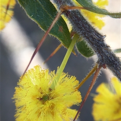 Acacia paradoxa (Kangaroo Thorn) at Crowther, NSW - 9 Sep 2025 by Frecko