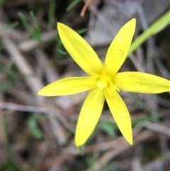 Pauridia vaginata (Yellow Star) at Crowther, NSW - 9 Sep 2025 by Frecko
