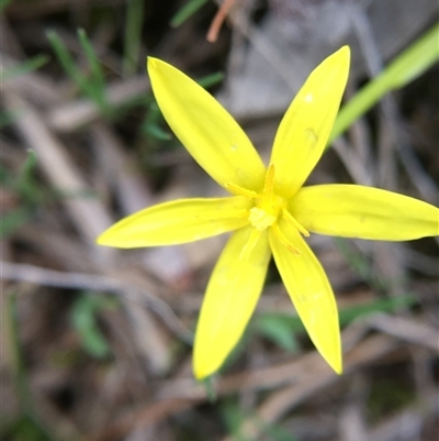Pauridia vaginata (Yellow Star) at Crowther, NSW - 9 Sep 2025 by Frecko