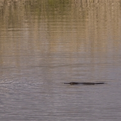 Ornithorhynchus anatinus (Platypus) at Fyshwick, ACT - 14 Aug 2025 by PeteRav