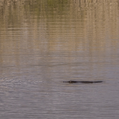 Ornithorhynchus anatinus (Platypus) at Fyshwick, ACT - 14 Aug 2025 by PeteRav