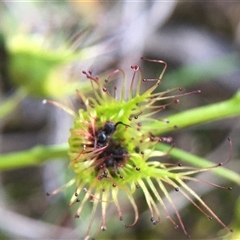 Drosera (genus) (A Sundew) at Crowther, NSW - 9 Sep 2025 by Frecko