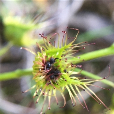 Drosera (genus) (A Sundew) at Crowther, NSW - 9 Sep 2025 by Frecko