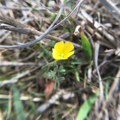 Oxalis (genus) (Wood Sorrel) at Crowther, NSW - 9 Sep 2025 by Frecko