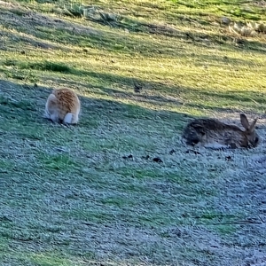 Oryctolagus cuniculus (European Rabbit) at O'Malley, ACT - 9 Sep 2025 by Mike