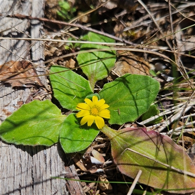 Cymbonotus (genus) (Bears Ears) at Bombay, NSW - 9 Sep 2025 by MatthewFrawley