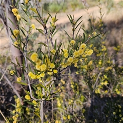 Acacia siculiformis (Dagger Wattle) at Bombay, NSW - 9 Sep 2025 by MatthewFrawley
