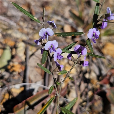 Hovea heterophylla (Common Hovea) at Bombay, NSW - 9 Sep 2025 by MatthewFrawley