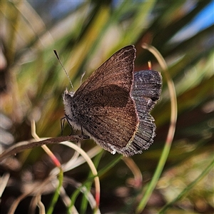 Erina acasta (Blotched Dusky-blue) at Bombay, NSW - 9 Sep 2025 by MatthewFrawley