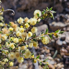 Acacia gunnii (Ploughshare Wattle) at Bombay, NSW - 9 Sep 2025 by MatthewFrawley
