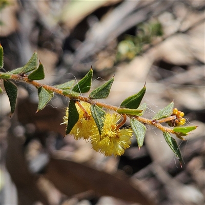 Acacia gunnii (Ploughshare Wattle) at Bombay, NSW - 9 Sep 2025 by MatthewFrawley