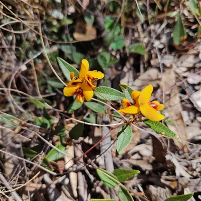 Mirbelia platylobioides (Large-flowered Mirbelia) at Bombay, NSW - 9 Sep 2025 by MatthewFrawley