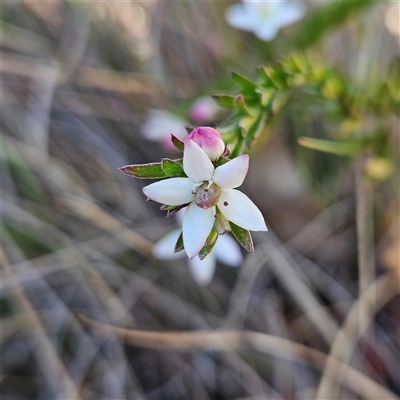 Rhytidosporum procumbens (White Marianth) at Bombay, NSW - 9 Sep 2025 by MatthewFrawley