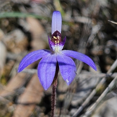 Caladenia caerulea (Blue Fingers, Blue Fairies) at Bombay, NSW - 9 Sep 2025 by MatthewFrawley