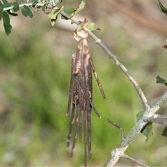 Metura elongatus (Saunders' Case Moth) at Higgins, ACT - 9 Sep 2025 by AlisonMilton