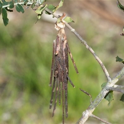 Metura elongatus (Saunders' Case Moth) at Higgins, ACT - 9 Sep 2025 by AlisonMilton