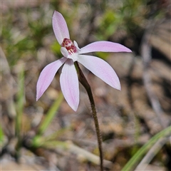 Caladenia fuscata (Dusky Fingers) at Bombay, NSW - 9 Sep 2025 by MatthewFrawley