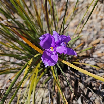 Patersonia sericea var. sericea (Silky Purple-flag) at Bombay, NSW - 9 Sep 2025 by MatthewFrawley