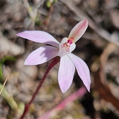 Caladenia fuscata (Dusky Fingers) at Bombay, NSW - 9 Sep 2025 by MatthewFrawley