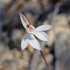 Caladenia fuscata (Dusky Fingers) at Bombay, NSW - 9 Sep 2025 by MatthewFrawley