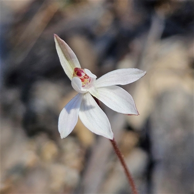 Caladenia fuscata (Dusky Fingers) at Bombay, NSW - 9 Sep 2025 by MatthewFrawley