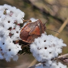 Dictyotus caenosus (Brown Shield Bug) at Bombay, NSW - 9 Sep 2025 by MatthewFrawley