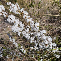 Styphelia attenuata (Small-leaved Beard Heath) at Bombay, NSW - 9 Sep 2025 by MatthewFrawley